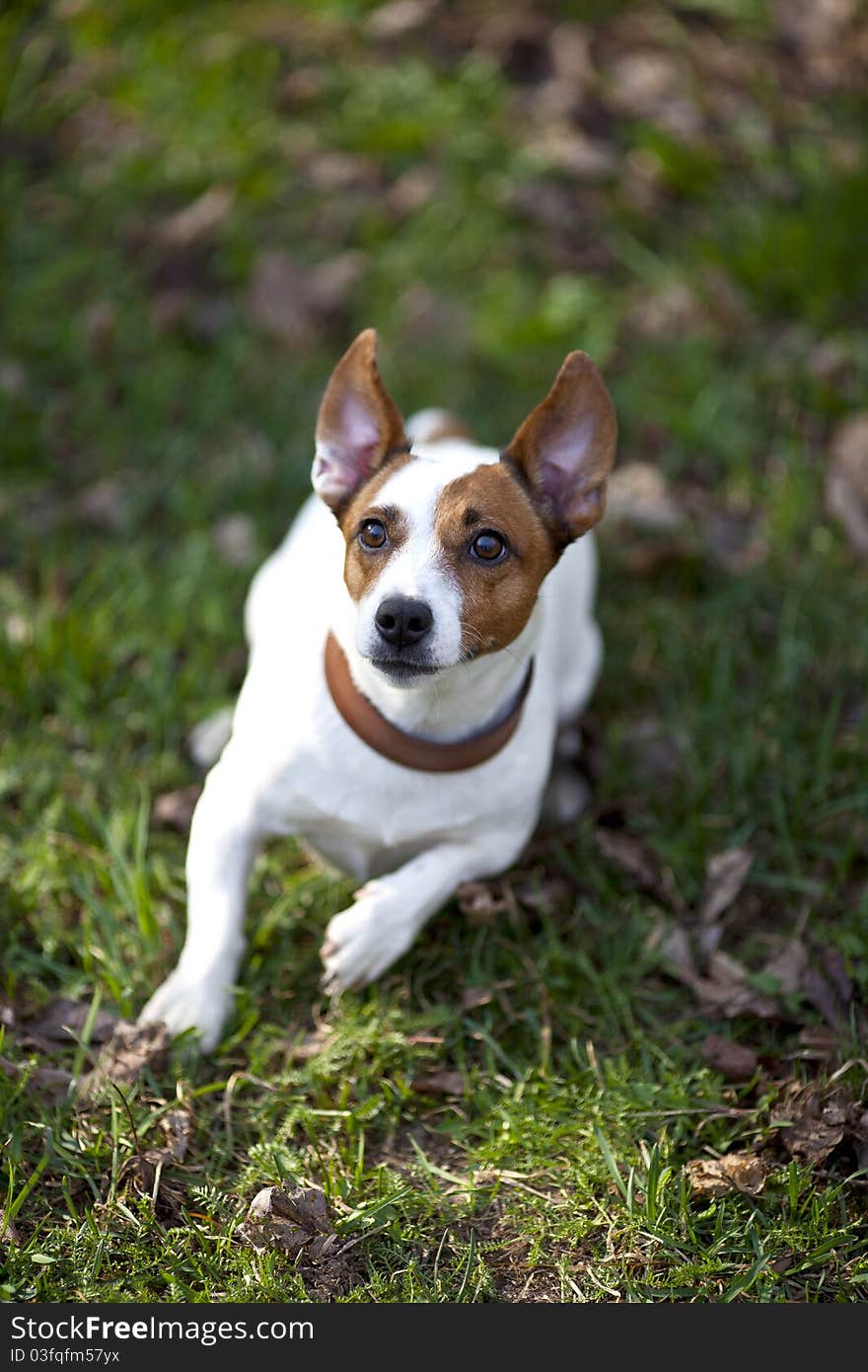 Jack Russel Terrier