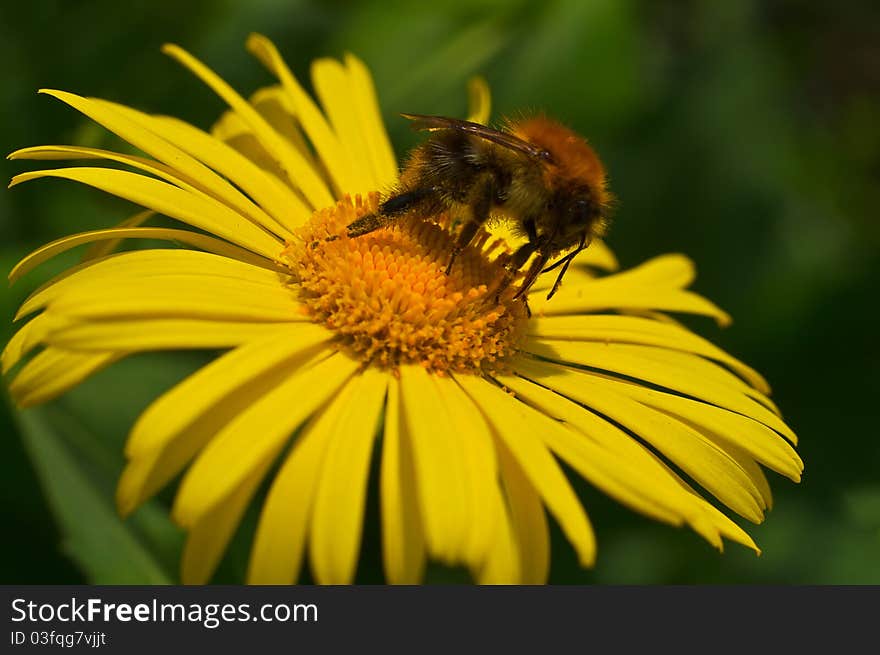 Bumblebee And His Proboscis