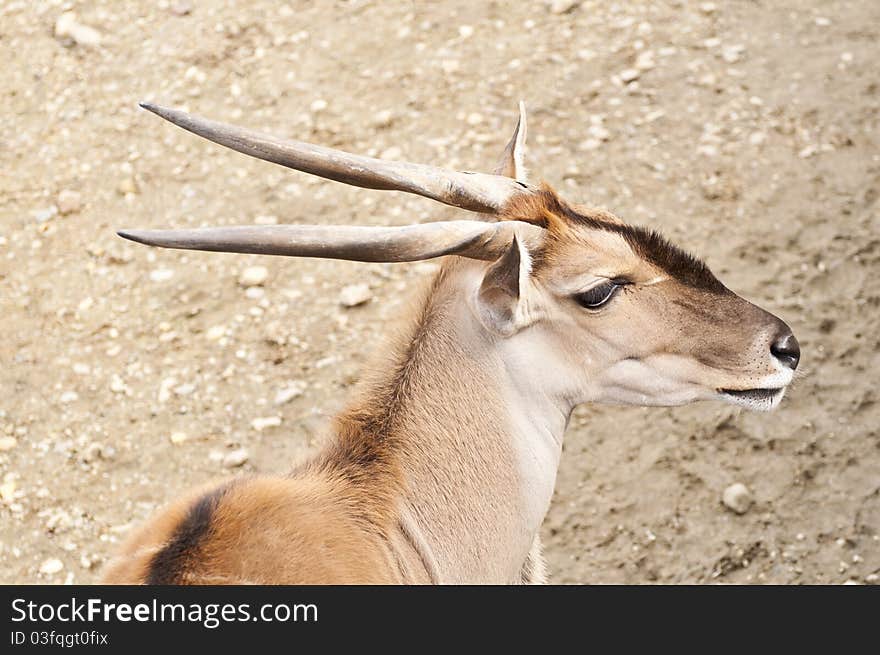 Portrait of antelope in wilderness. Portrait of antelope in wilderness