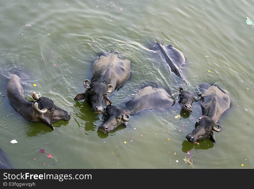 Cattles taking bath