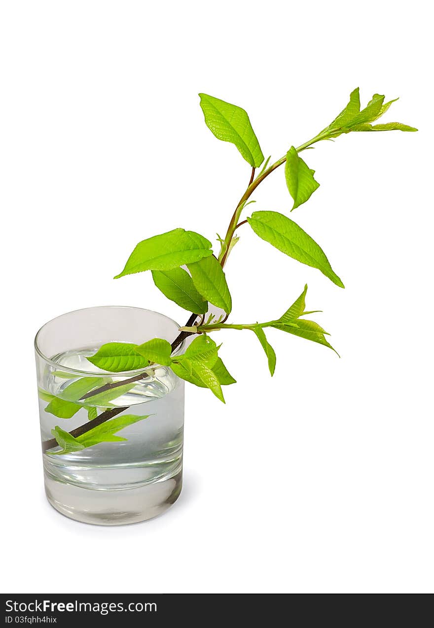 Tree branch with green  leaves in glass of water isolated on white. Tree branch with green  leaves in glass of water isolated on white