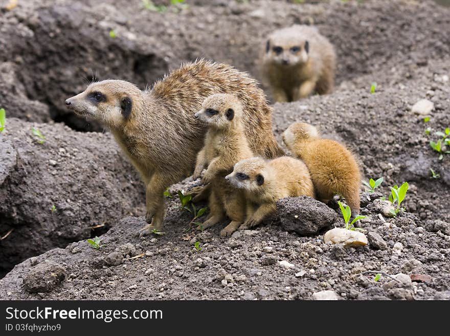 One month old baby meerkats and their mother. One month old baby meerkats and their mother