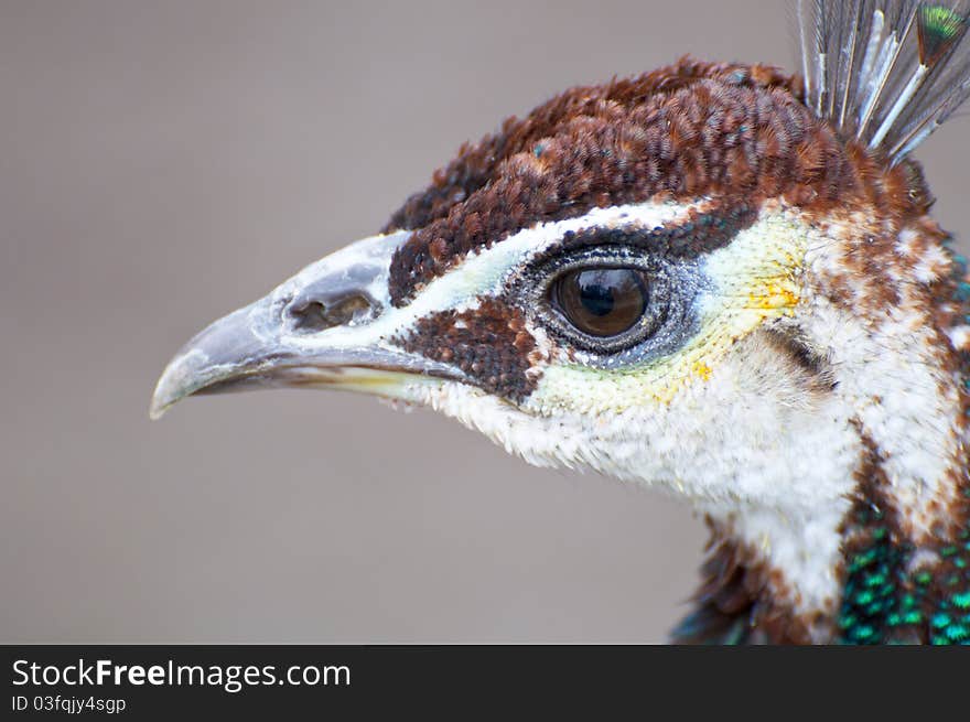 Peacock close up