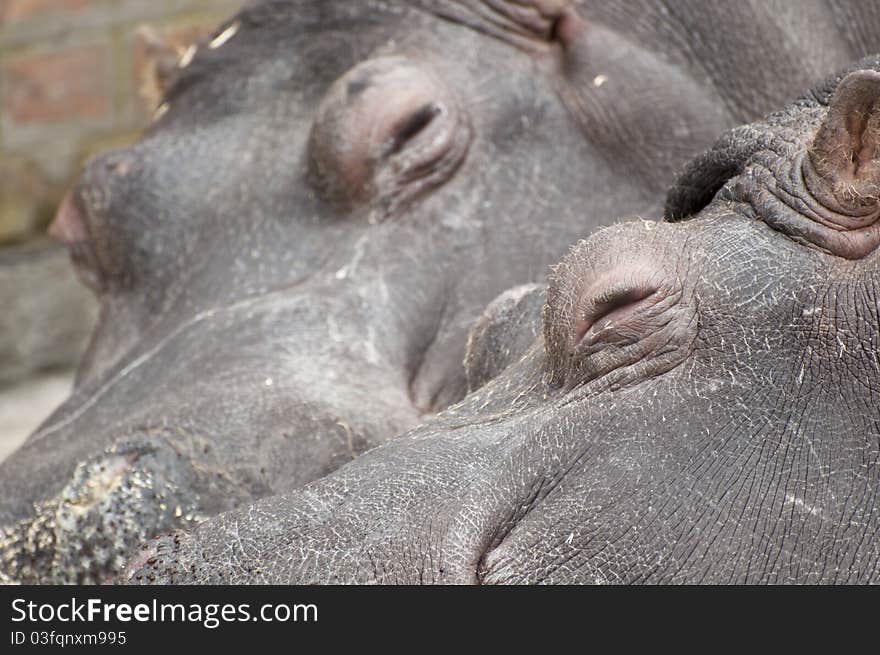 Hippo Couple Sleeping