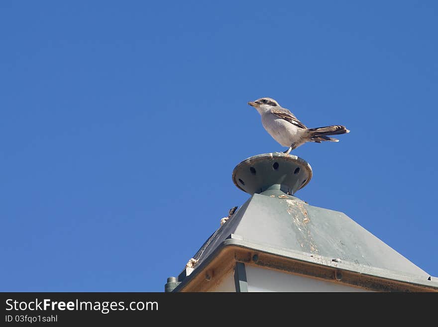 Southern Grey Shrike