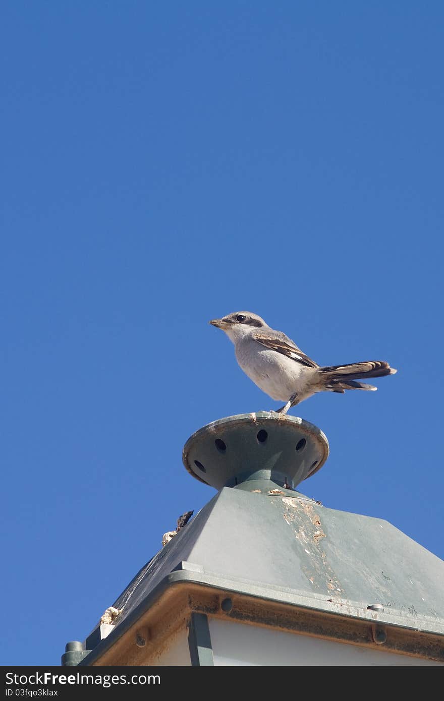 Southern Grey Shrike