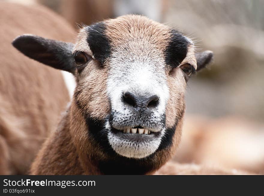 Laughing Goat Portrait