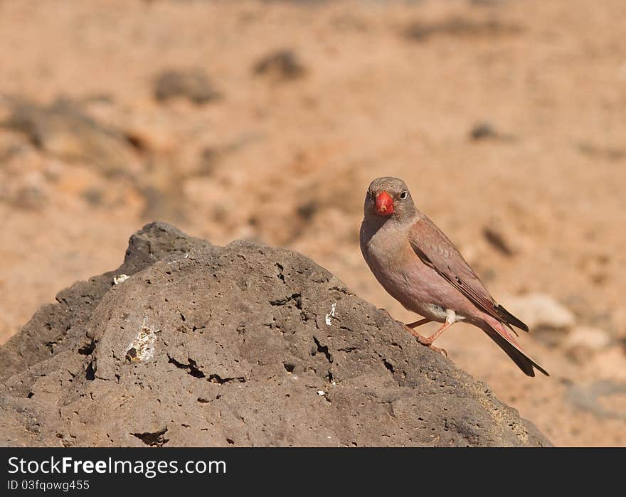 Trumpeter Finch