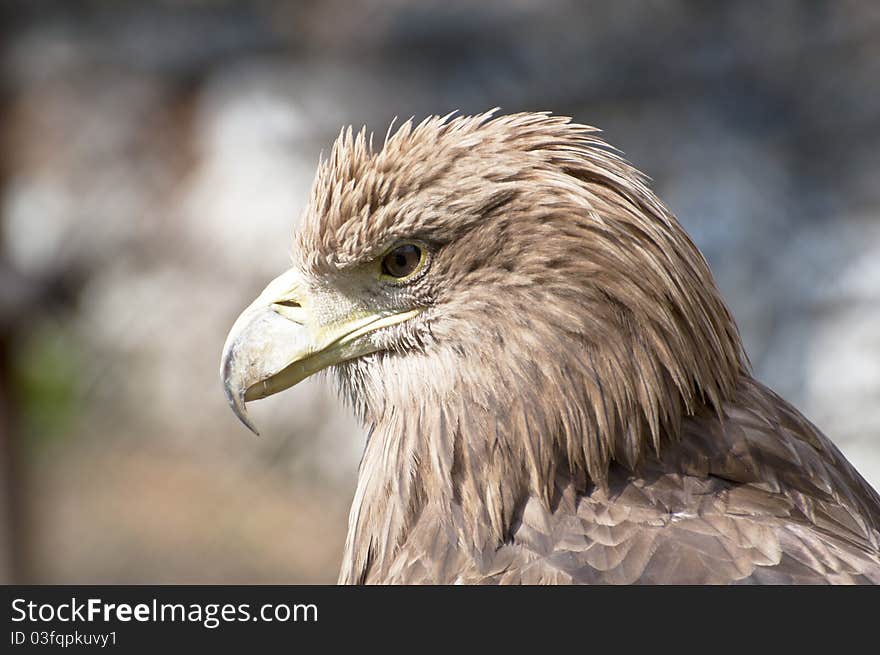 Head shot of eagle in Zoo. Head shot of eagle in Zoo