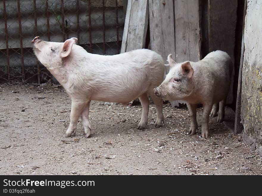 Dirty pig in shelter is waiting for some food. Dirty pig in shelter is waiting for some food.