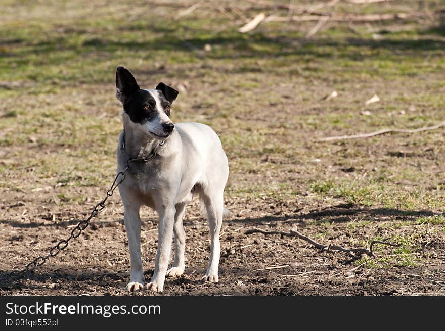 Domestic dog on chains in yard