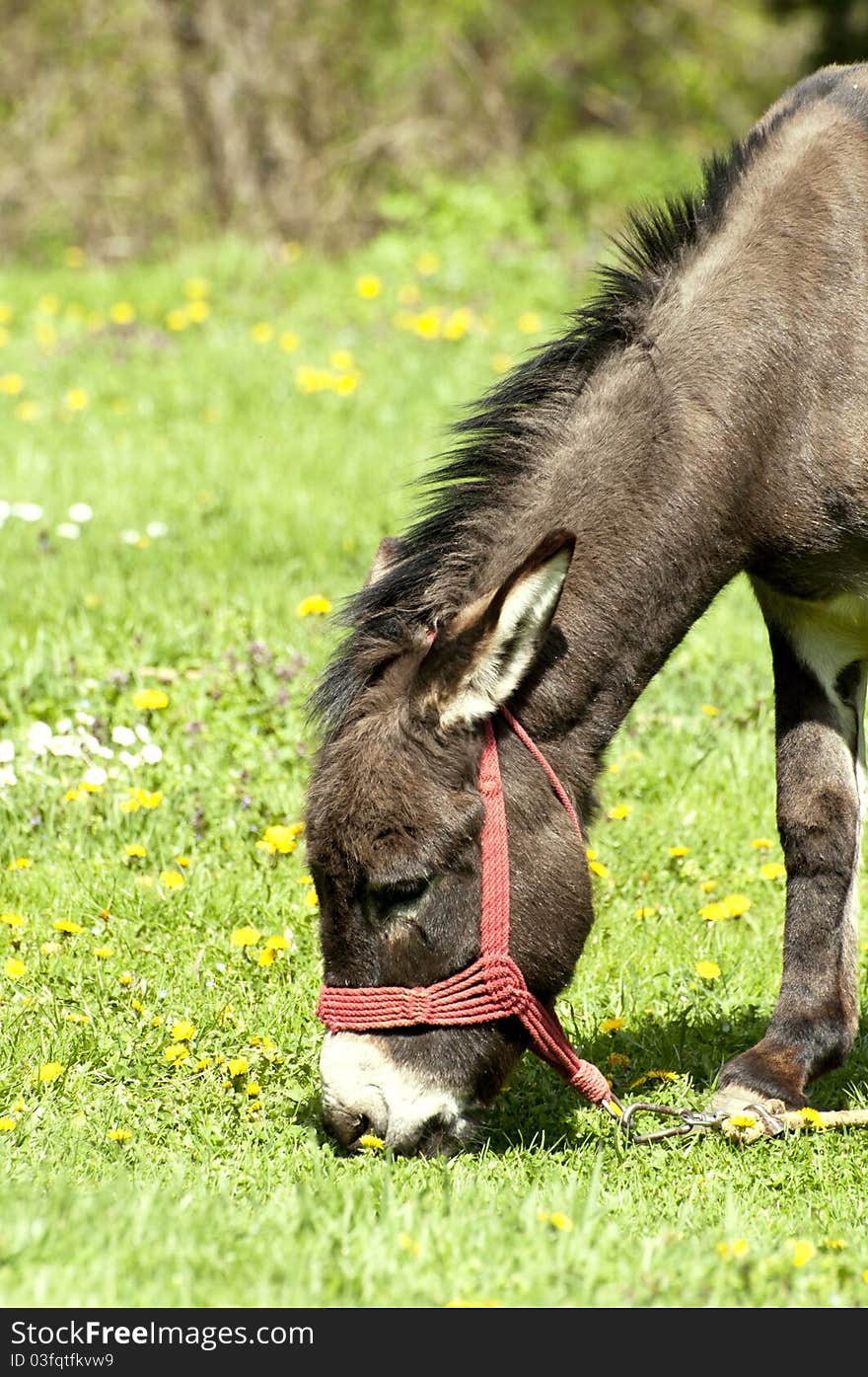 Donkey grazing on the field