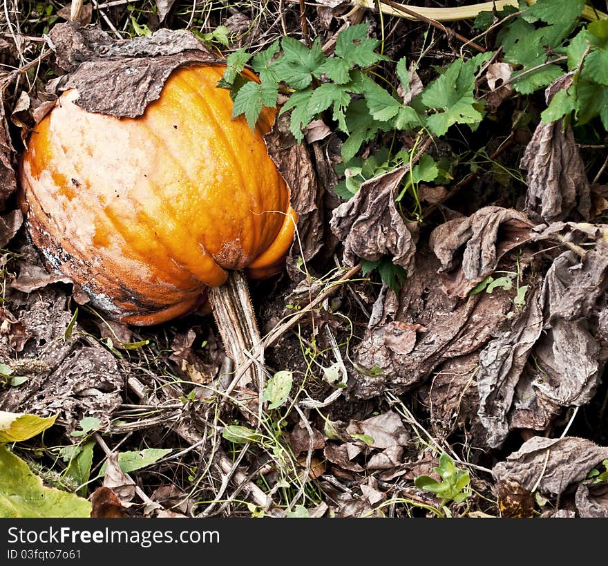 Pumpkin growing in a garden