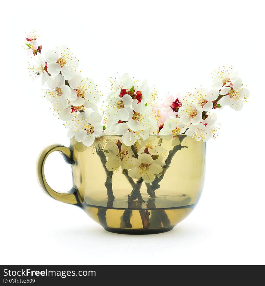 Apricot blossom in a cup - isolated on white background.