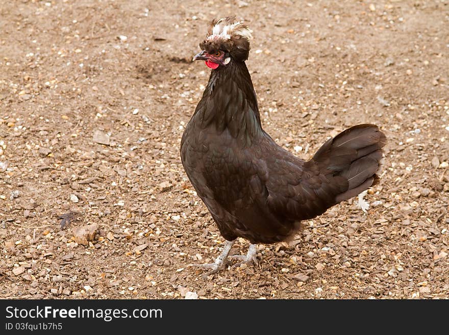 Hen