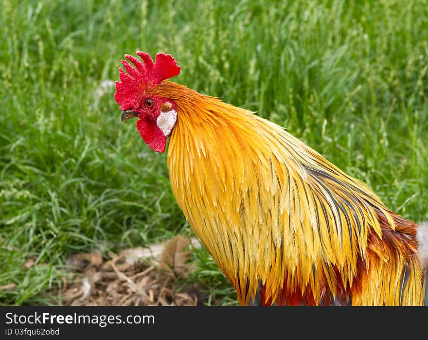 Cockerel rooster beautiful farm animal closeup