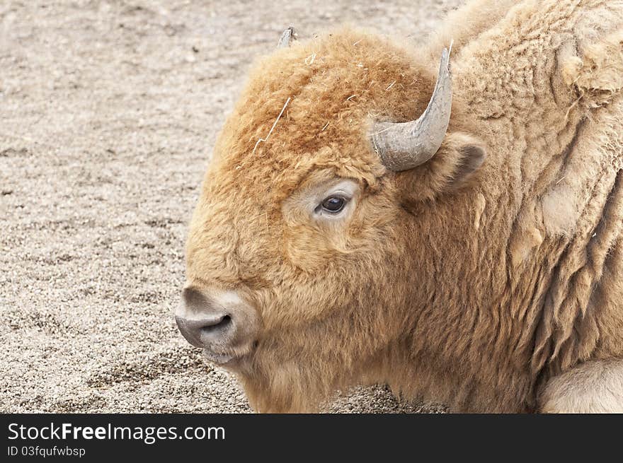 American bison resting in Zoo