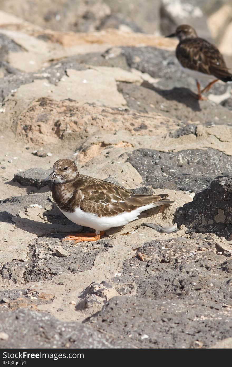 Turnstone (Arenaria interpres) standing on rocks closeup