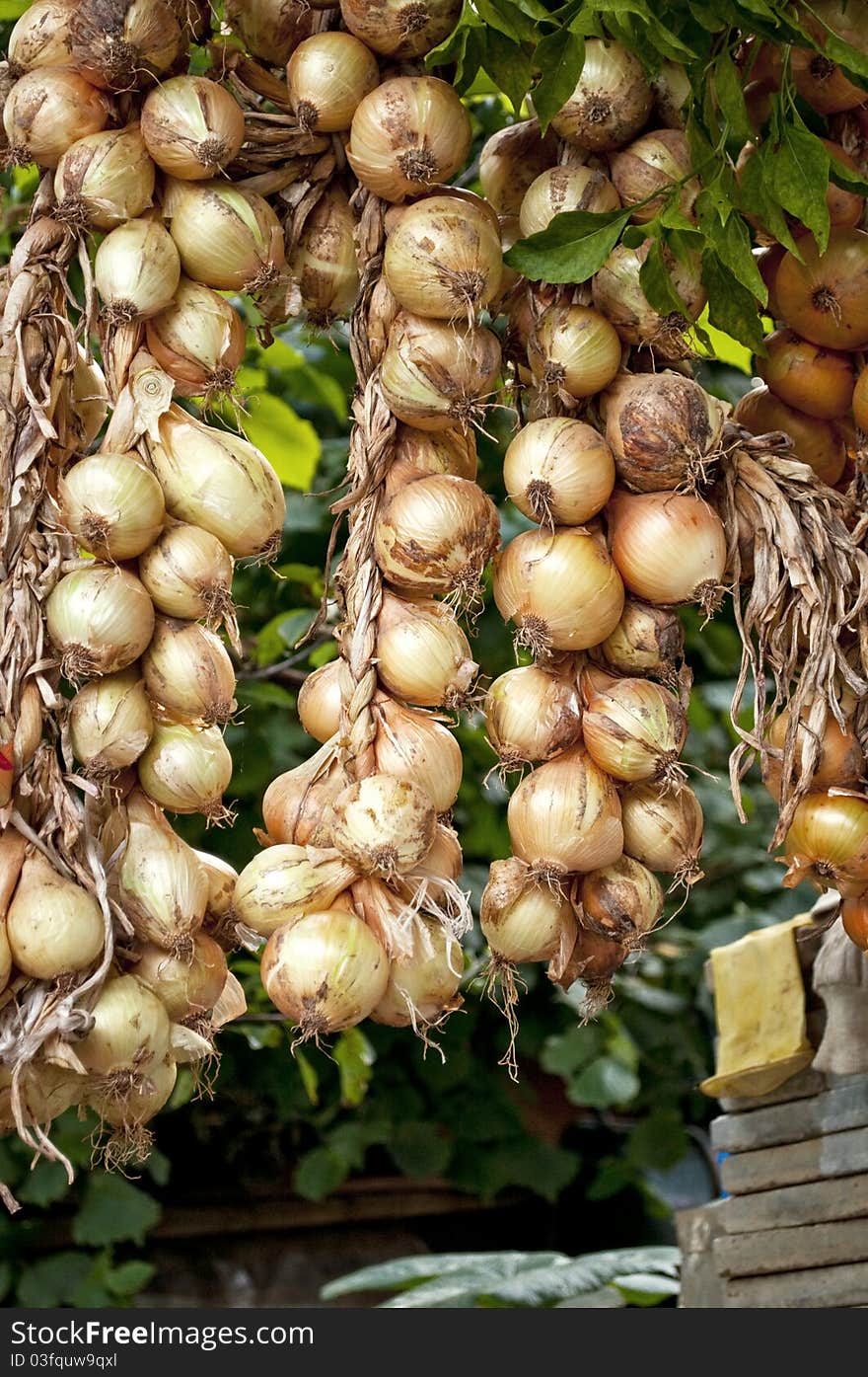 Bunch of dry garlic background. Bunch of dry garlic background