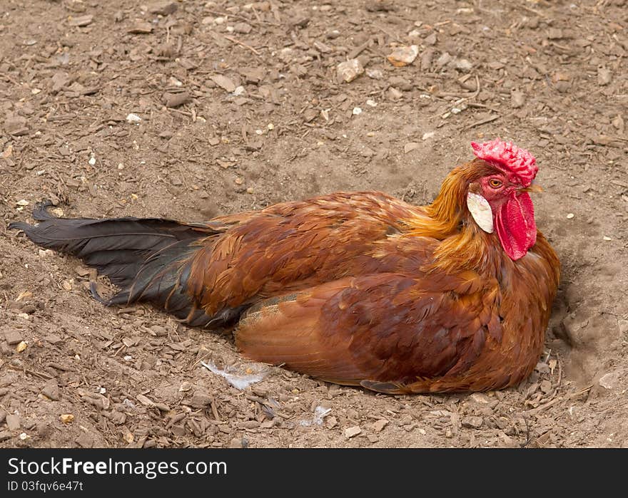 Brown hen laying on the ground closeup