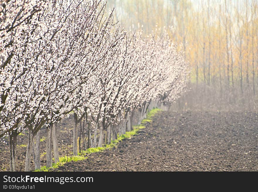 Row of blossoming trees in a garden. Row of blossoming trees in a garden