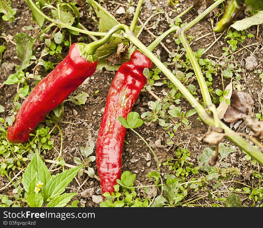 Red peppers