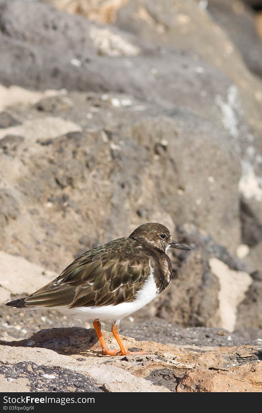 Turnstone (Arenaria interpres) standing on rocks closeup