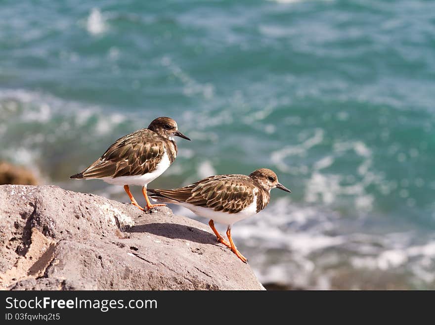 Turnstone (Arenaria interpres)