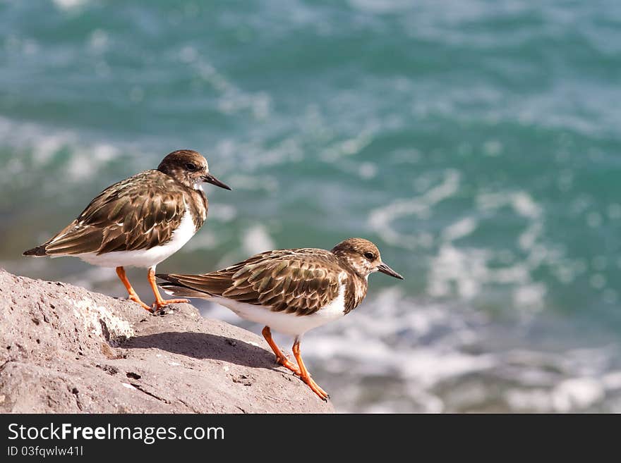 Turnstone (Arenaria interpres)