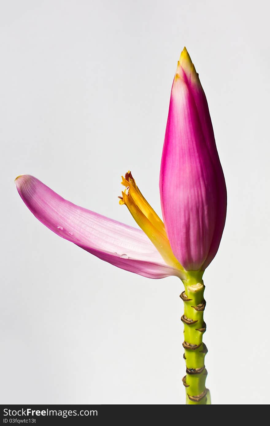 The Small banana flower in Thailand