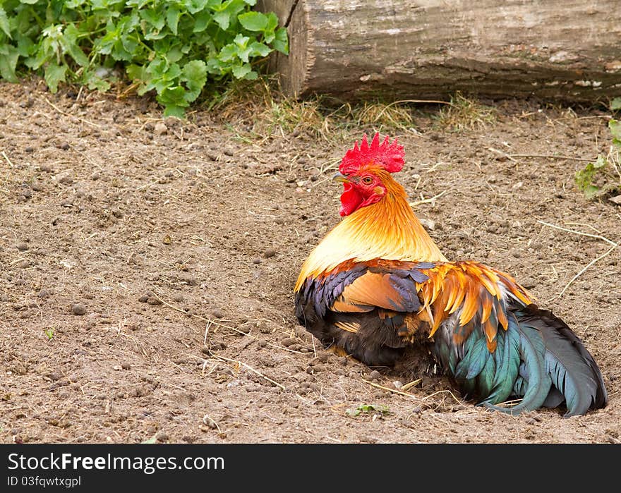 Cockerel rooster beautiful farm animal closeup