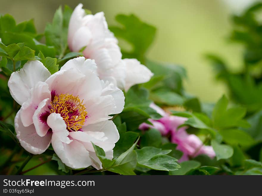 Peony Blossom Festival Photography in Beijing China, 2011 spring