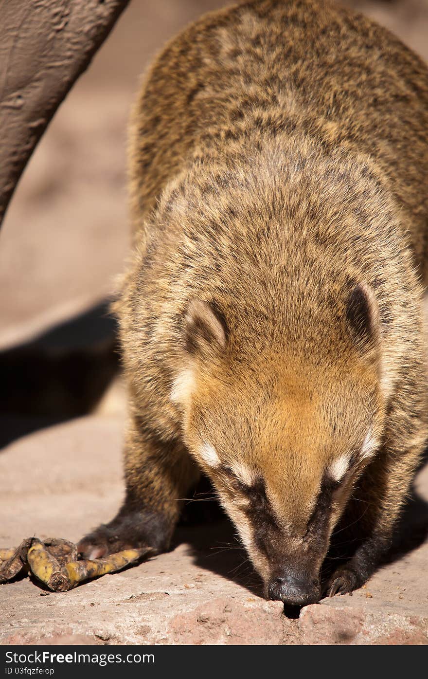 Coati at Feeding time