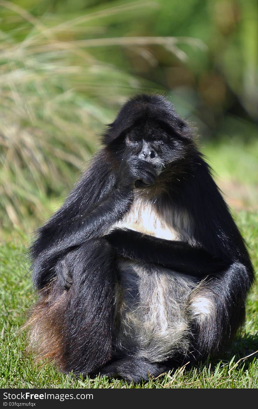 Close up photo of a Colombian spider monkey