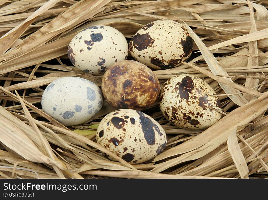 Partridge Eggs