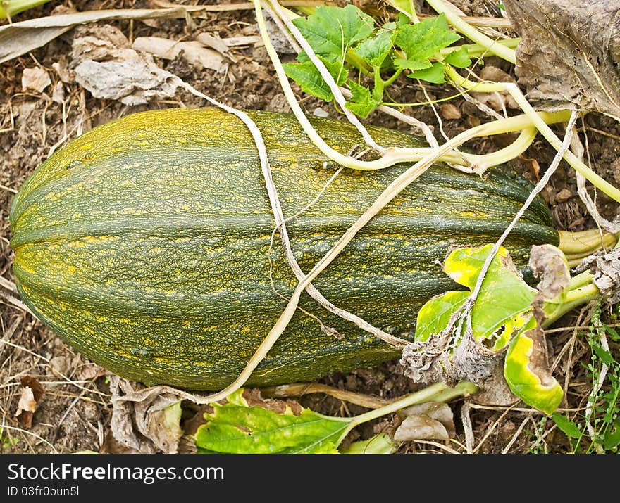 Fresh green pumpkin in a farm field. Fresh green pumpkin in a farm field