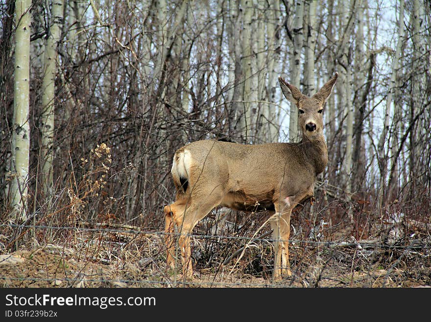 White Tail Deer