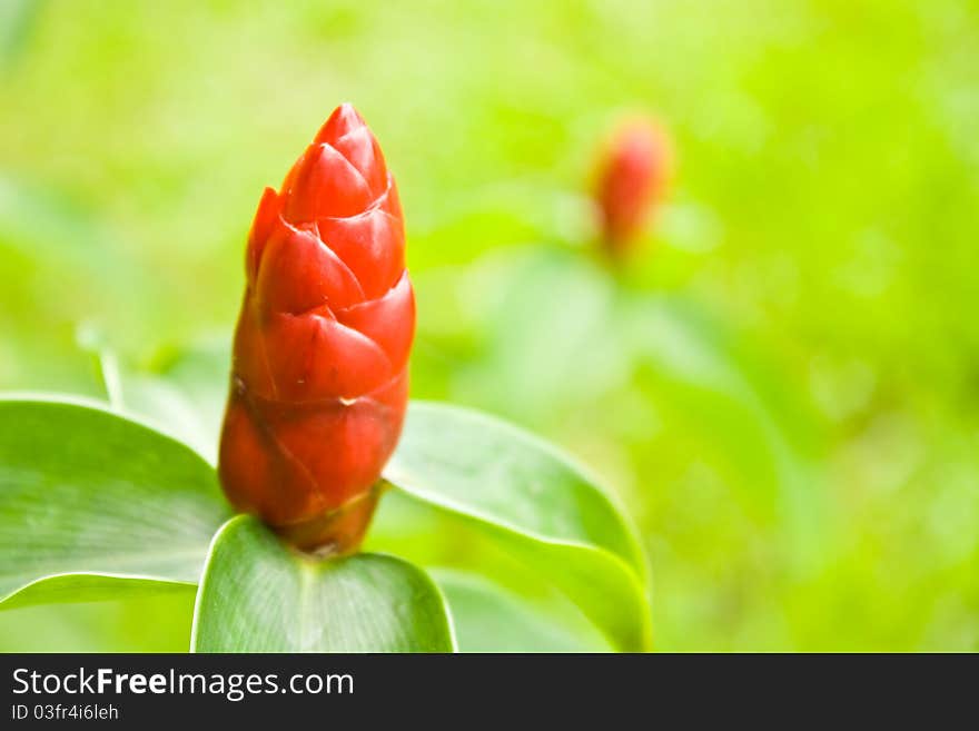 Costus Woodsonii with green background