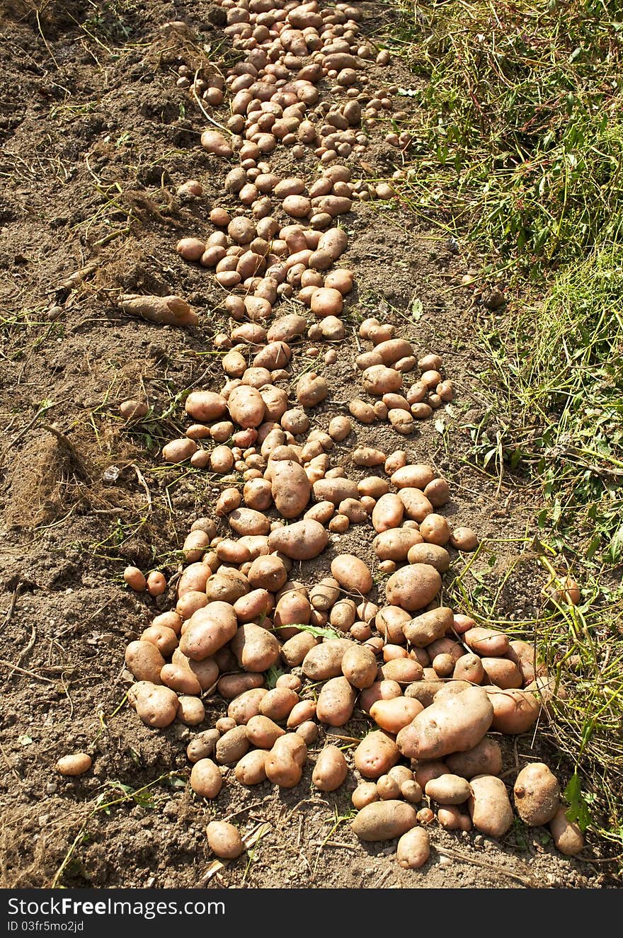 Fresh potatoes