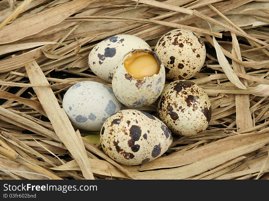 Broken partridge egg