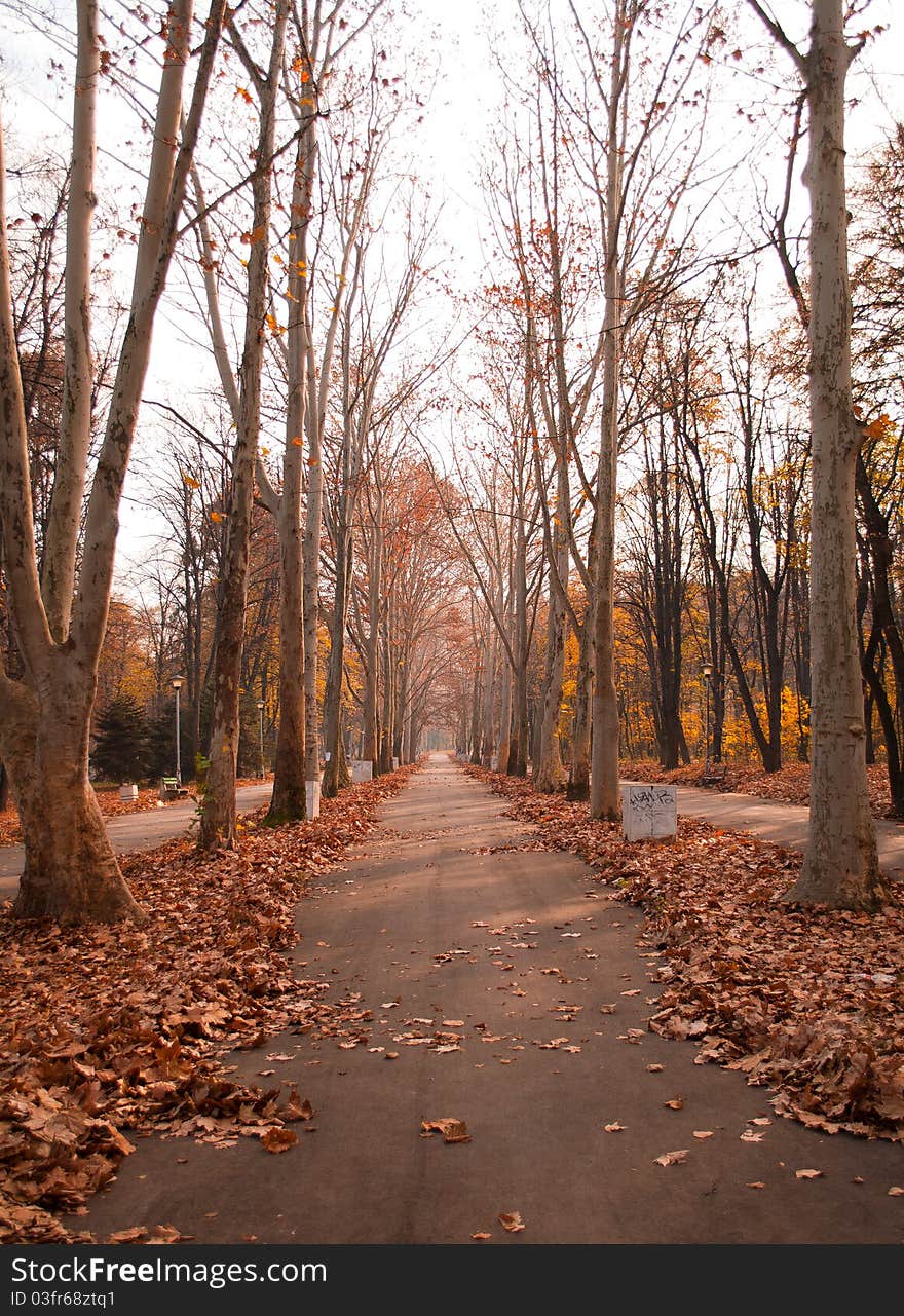 City park in autumn forest