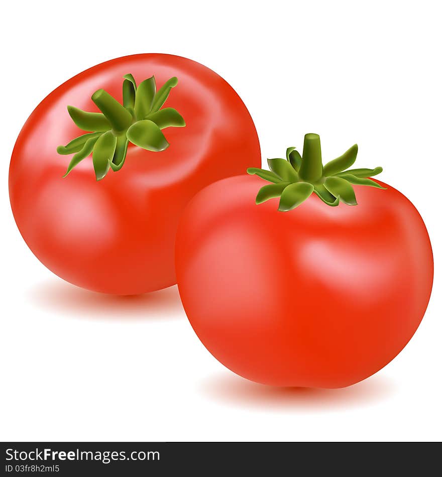 Illustration of fresh tomato on white background. Illustration of fresh tomato on white background