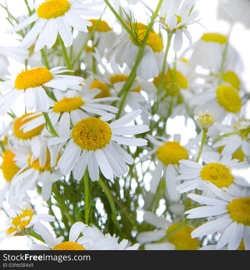 Chamomiles isolated on a white background