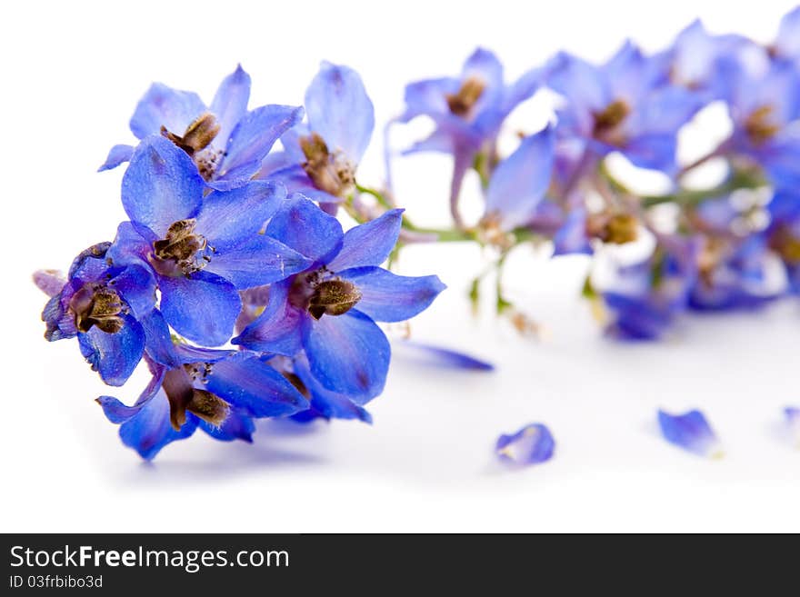 Blue flower isolated on a white background