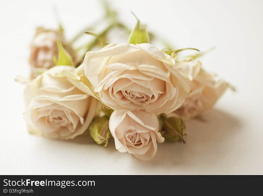 Bouquet of pretty pink roses.