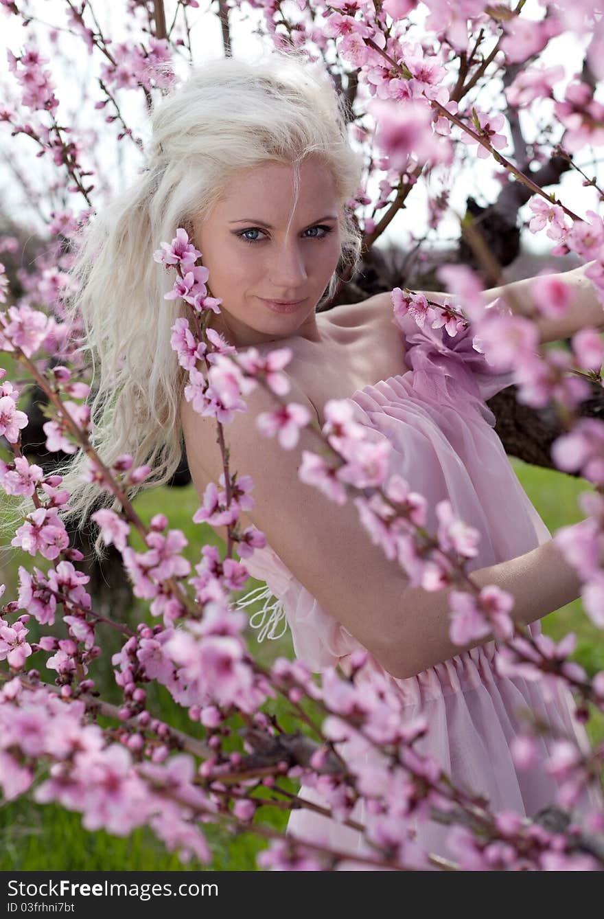 Portrait  of Young pretty blond woman wearing pink dress  in peach blooming garden with the peach petals in her hands. Portrait  of Young pretty blond woman wearing pink dress  in peach blooming garden with the peach petals in her hands