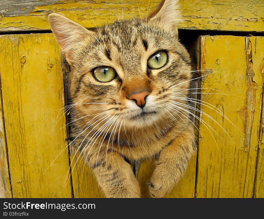 Photo of surprised cat in the hole. Photo of surprised cat in the hole