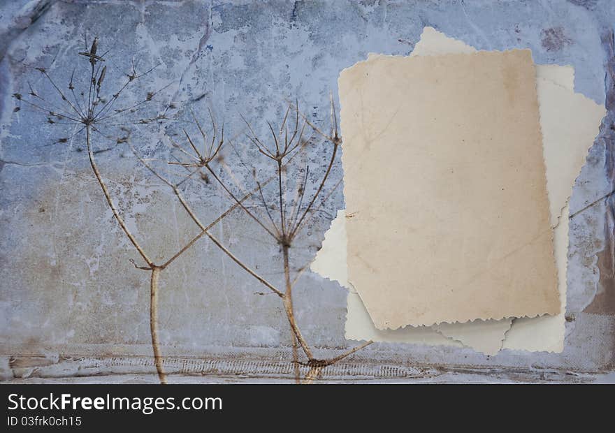 Retro background with herbarium and old photo. Old book texture