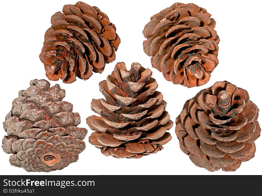 The pine cone