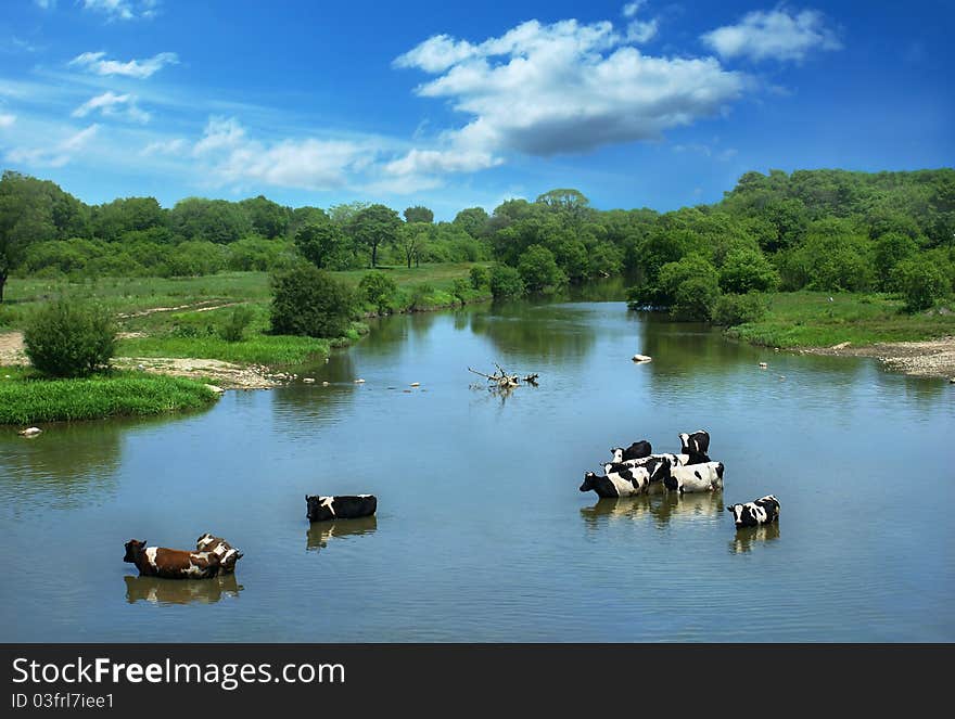 Landscape with cows, standing in the river. Landscape with cows, standing in the river.